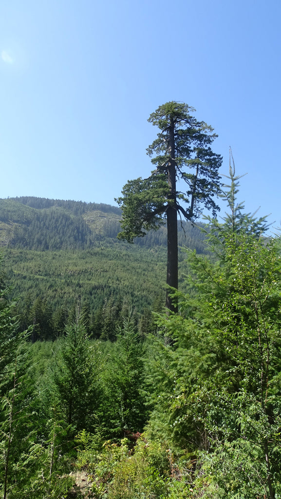 Ancient Forest Old-growth Trees of Canada