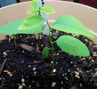 Tree seeds restocked!