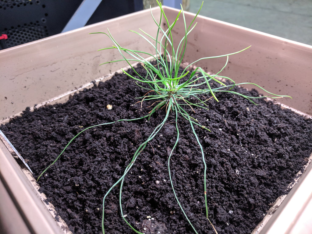 Austrian Black Pine