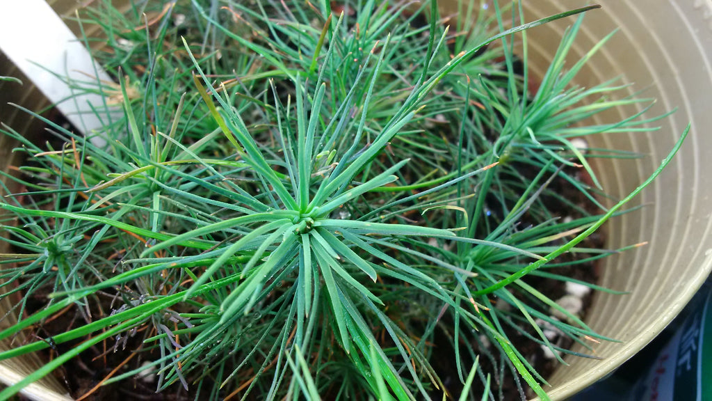 Looking for affordable tree seeds? Try Jack pine