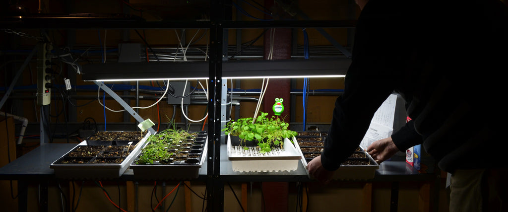 Indoor Growing and Lighting Considerations
