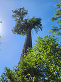 giant douglas-fir