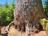 Tree seed - Douglas-fir