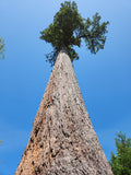 big lonely doug pseudotsuga