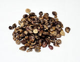 Tree seed - Riverbank grape