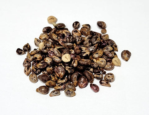 Tree seed - Riverbank grape
