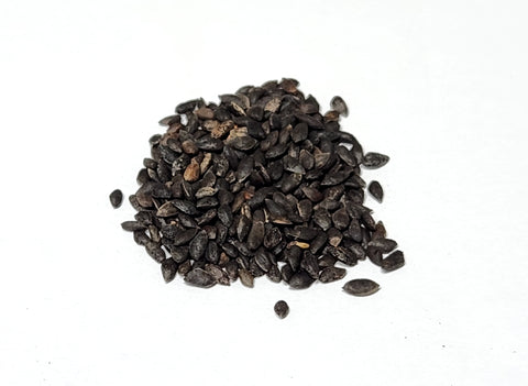 Tree seed - Lodgepole pine