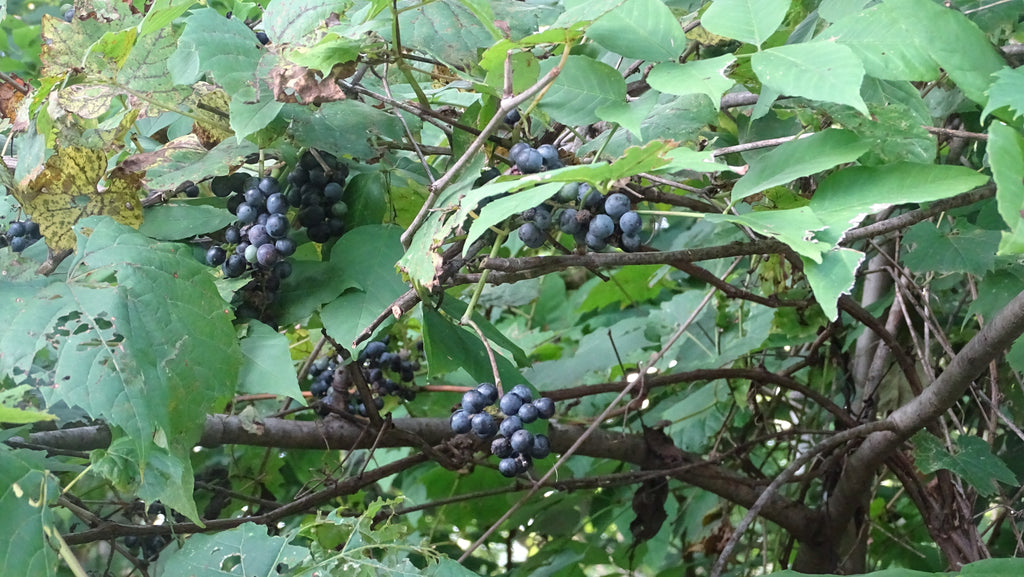 Tree seed - Riverbank grape – TreeSeeds.ca