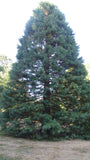 Tree seed - Giant sequoia