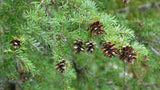 Tree seed - Western hemlock