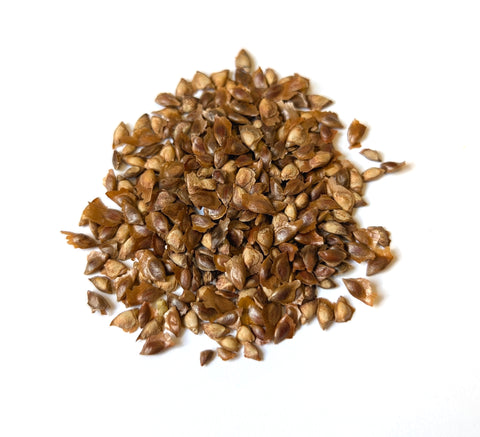 Tree seed - Dunkeld larch