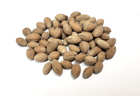 Tree seed - Flowering Dogwood