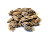 Tree seed - Foxtail pine