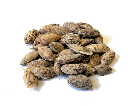 Tree seed - Foxtail pine