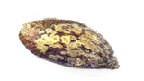 Tree seed - Foxtail pine