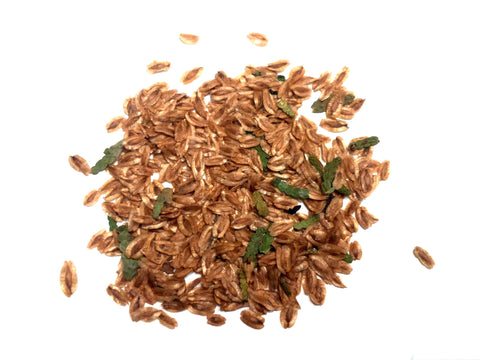 Tree seed - Eastern white cedar