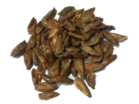 Tree seed - Red fir