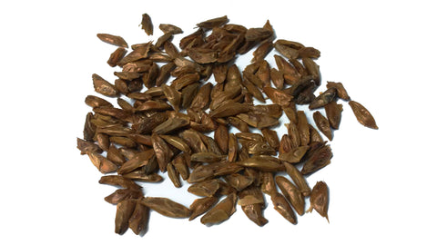 Tree seed - Noble fir