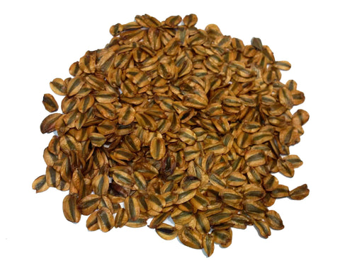 Tree seed - Giant sequoia