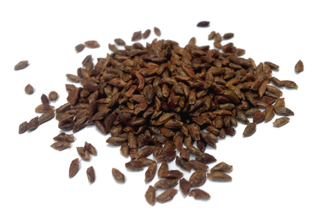 Tree seed - Eastern Hemlock