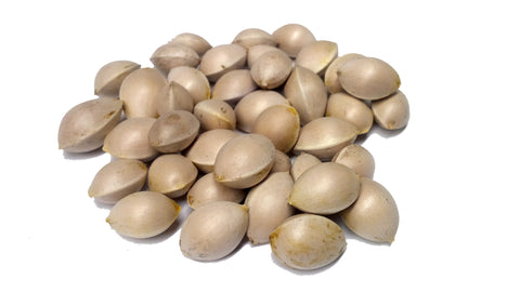 Tree seed - Ginkgo