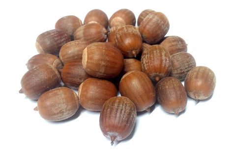 Tree seed - Pin oak