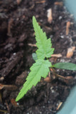 acer rubrum seedling