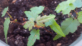 acer rubrum