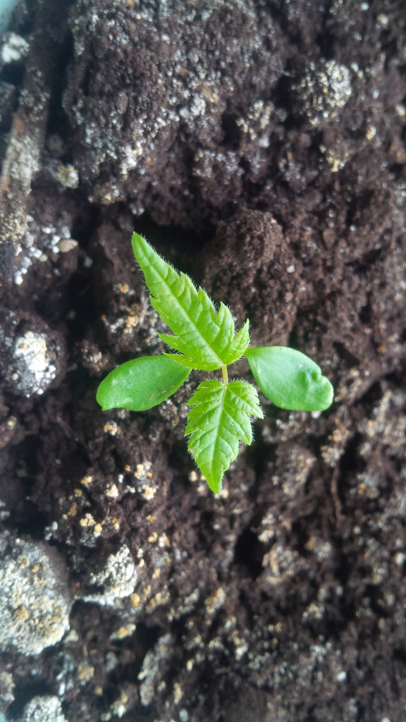 Tree seed - Japanese maple – TreeSeeds.ca