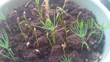 pinus longaeva germination