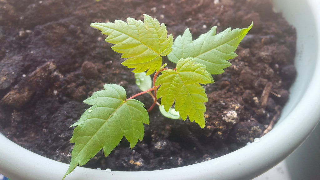Tree seed - Japanese maple – TreeSeeds.ca