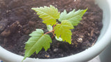 Tree seed - Japanese maple
