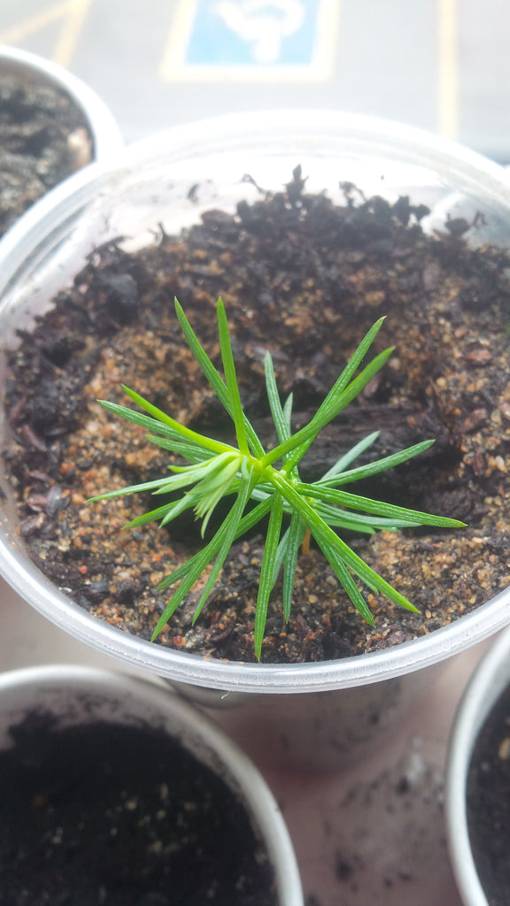Tree seed - Japanese cedar – TreeSeeds.ca