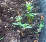 Tree seed - Western redcedar