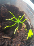 pinus balfouriana cotyledons