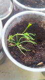 Tree seed - Foxtail pine
