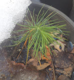 pinus coulteri seedling in snow and ice