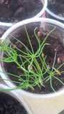 foxtail pines germinating