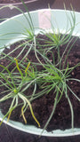 Tree seed - Jeffrey pine