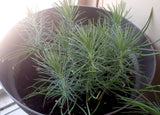 Tree seed - Stone pine