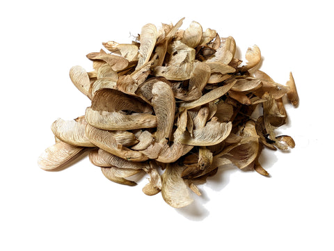 Tree seed - Freeman maple