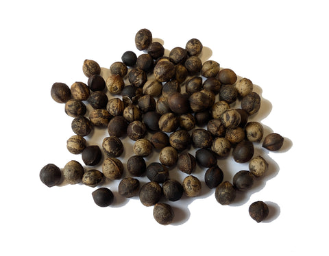 Tree seed - Sassafras
