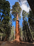 Tree seed - Giant sequoia
