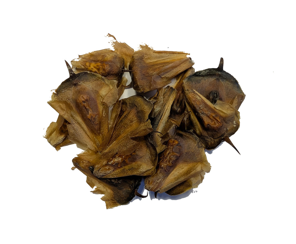 norfolk plant sciences seeds Tree seed