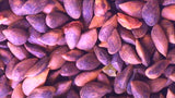Tree seed - Hybrid Red/Black spruce