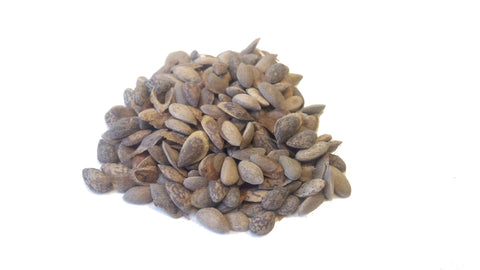 Tree seed - Great Basin bristlecone pine