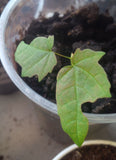 Tree seed - Sugar Maple