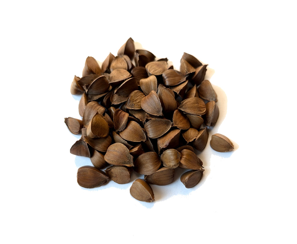 planting beech tree seeds Tree seed