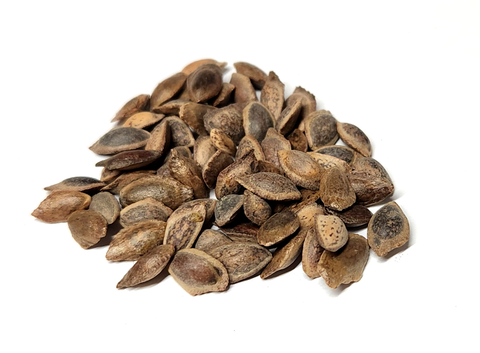 Tree seed - Himalayan white pine