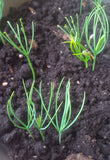 Tree seed - Bosnian pine